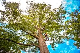 Best Emergency Tree Removal  in Midlothian, TX