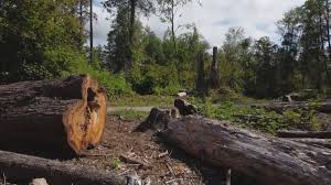How Our Tree Care Process Works  in  Midlothian, TX