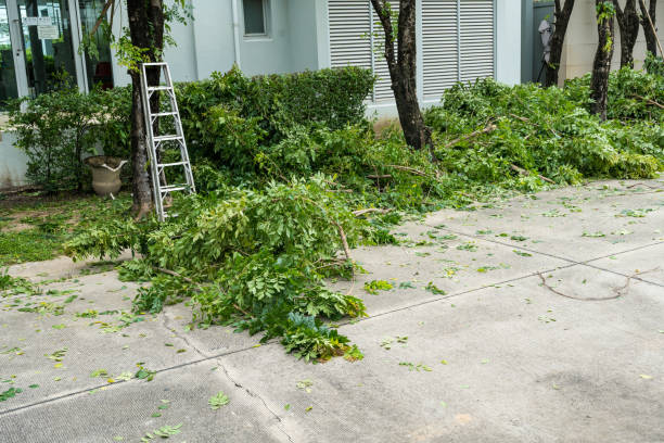 Best Seasonal Cleanup (Spring/Fall)  in Midlothian, TX